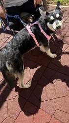 Found/Stray Female Dog last seen Gridley st and Blease st. , Greenville, SC 29609
