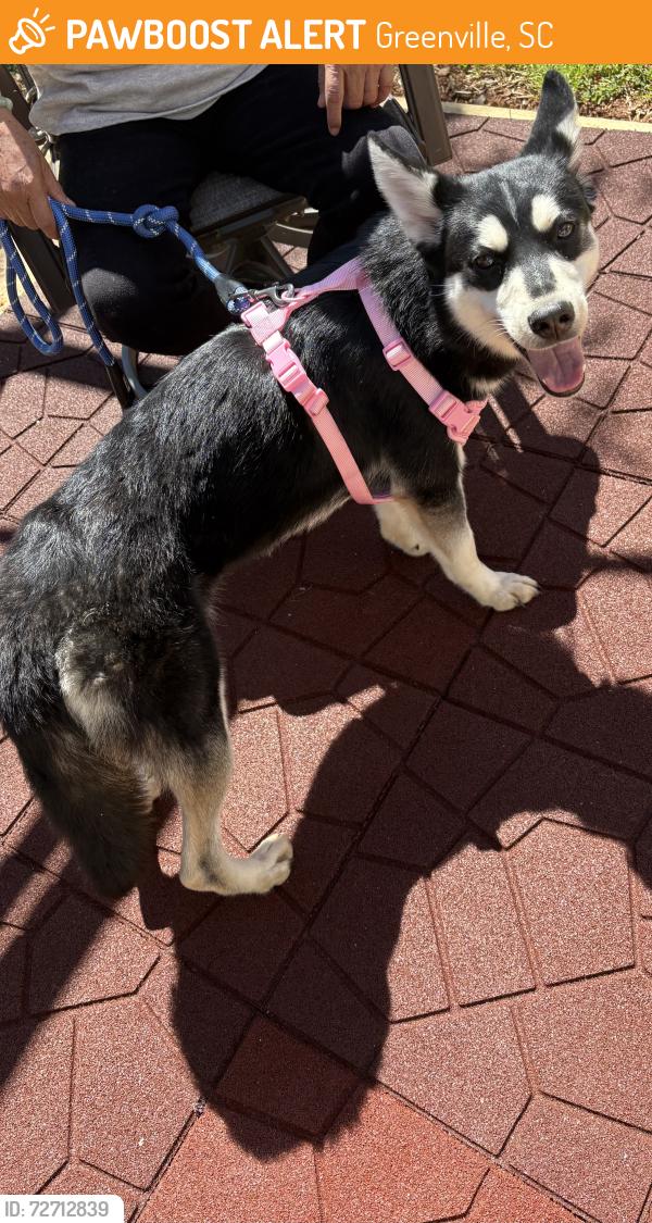 Found/Stray Female Dog last seen Gridley st and Blease st. , Greenville, SC 29609
