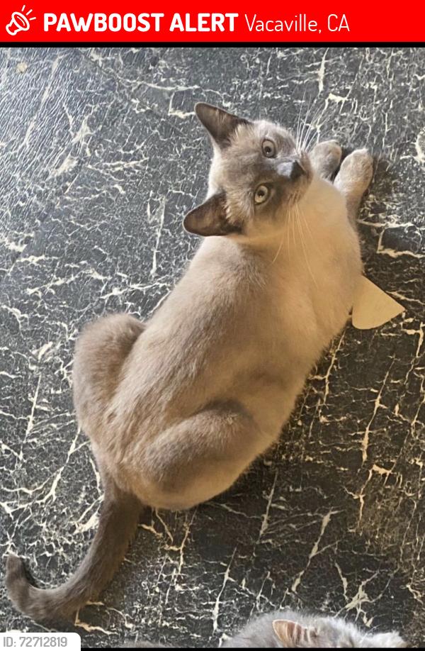 Lost Male Cat last seen Aegean way , Vacaville, CA 95687