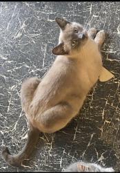 Lost Male Cat last seen Aegean way , Vacaville, CA 95687
