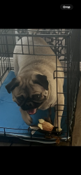 Lost Male Dog last seen Shreya & Mountwood , El Paso, TX 79938
