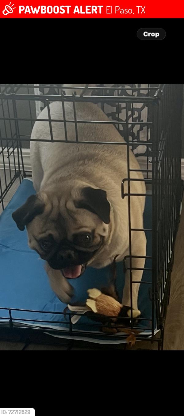 Lost Male Dog last seen Shreya & Mountwood , El Paso, TX 79938