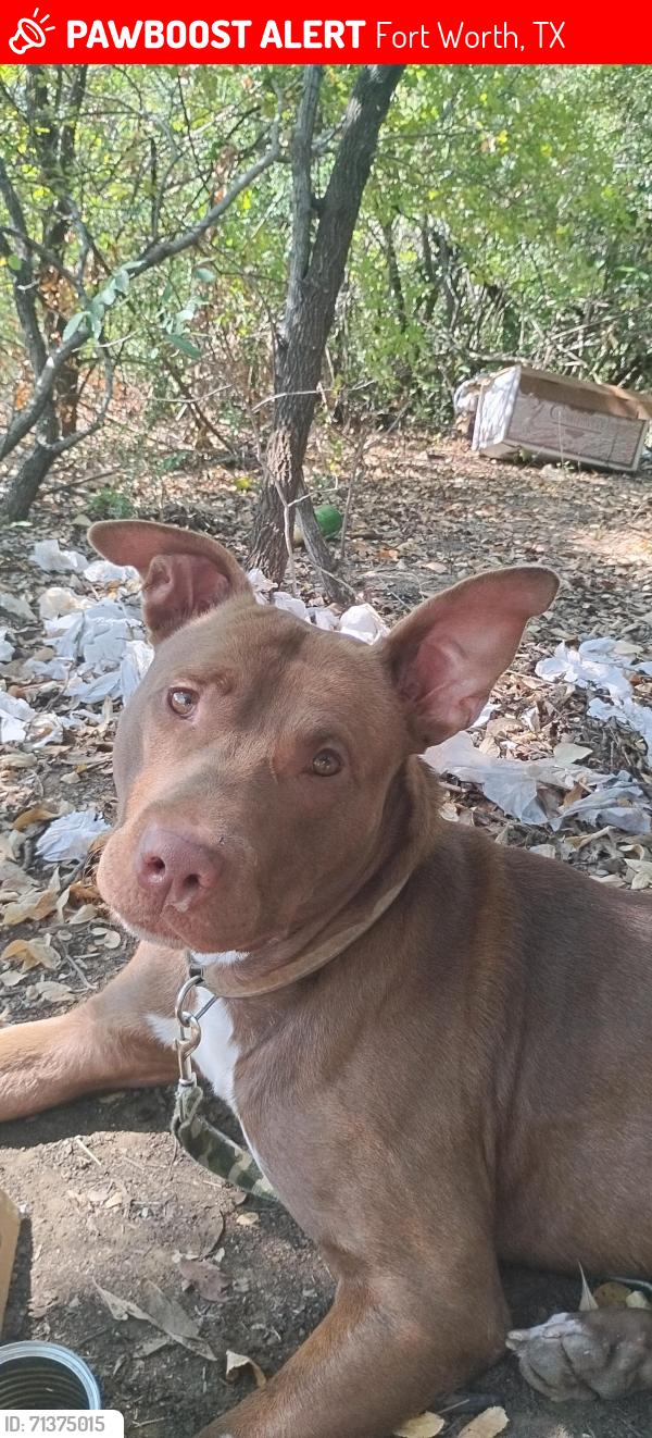 Lost Male Dog last seen The Mexican inn on Lancaster ave fort worth, Fort Worth, TX 76103