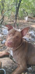 Lost Male Dog last seen The Mexican inn on Lancaster ave fort worth, Fort Worth, TX 76103