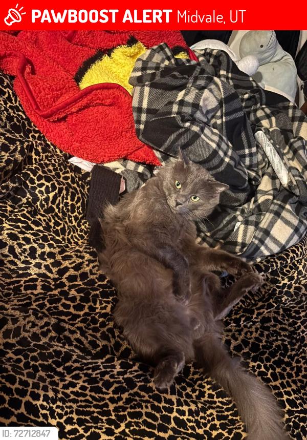 Lost Male Cat last seen Hilliest high school , Midvale, UT 84047