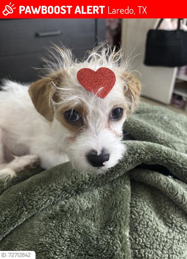 Lost Male Dog last seen Near Camelot st, Laredo, TX 78041