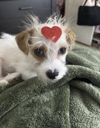 Lost Male Dog last seen Near Camelot st, Laredo, TX 78041