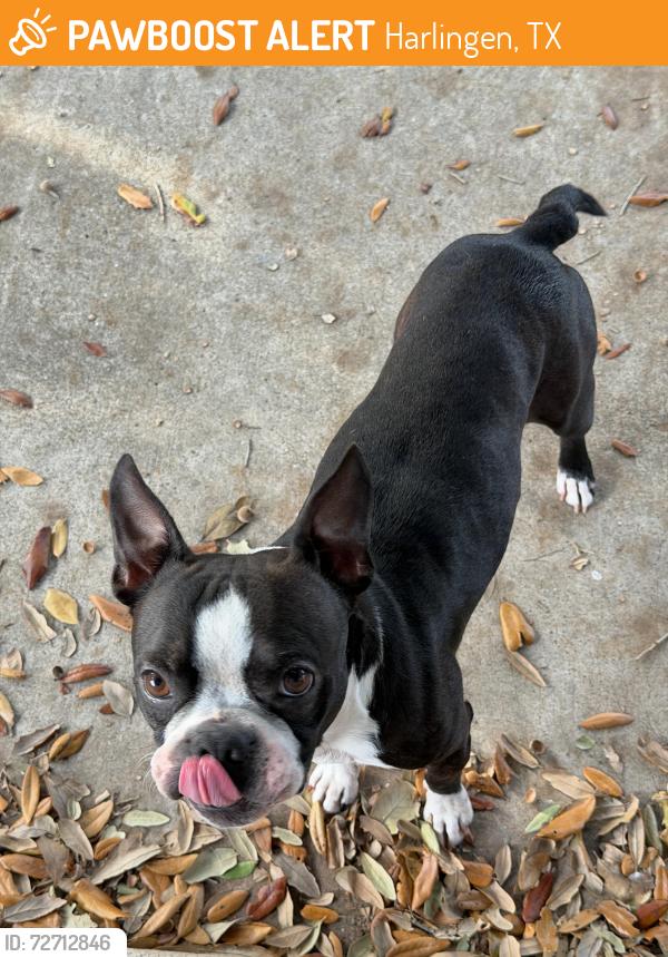 Found/Stray Male Dog last seen harlingen, Harlingen, TX 78552