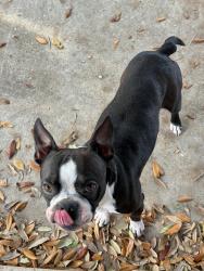 Found/Stray Male Dog last seen harlingen, Harlingen, TX 78552