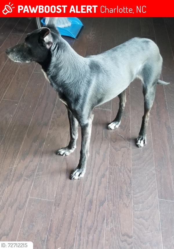 Lost Male Dog last seen Meridale Crossing Drive, Allen A Brown Road, Browne Road, Charlotte, NC 28269