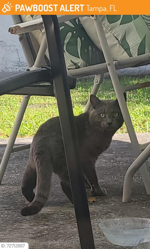 Found/Stray Unknown Cat last seen Gunn Highway and Anderson Road , Tampa, FL 33625