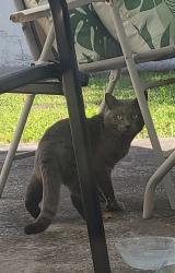 Found/Stray Unknown Cat last seen Gunn Highway and Anderson Road , Tampa, FL 33625