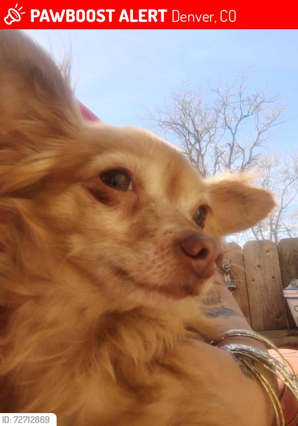Lost Female Dog last seen Marion and mlk, Denver, CO 80205