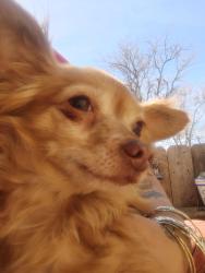 Lost Female Dog last seen Marion and mlk, Denver, CO 80205