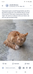 Lost Female Cat last seen Whelan Ranch cndmniums, Oceanside, CA 92058