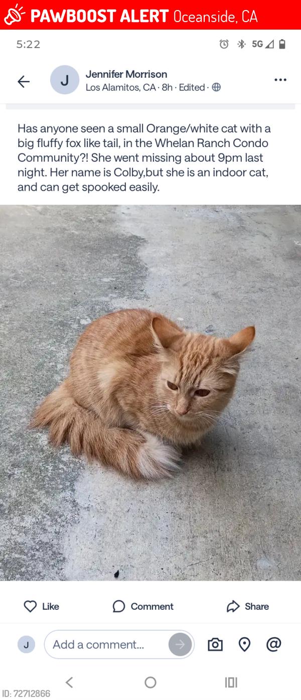 Lost Female Cat last seen Whelan Ranch cndmniums, Oceanside, CA 92058