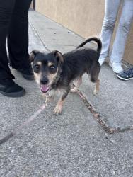 Found/Stray Male Dog last seen N main st / w north st , Manteca, CA 95336
