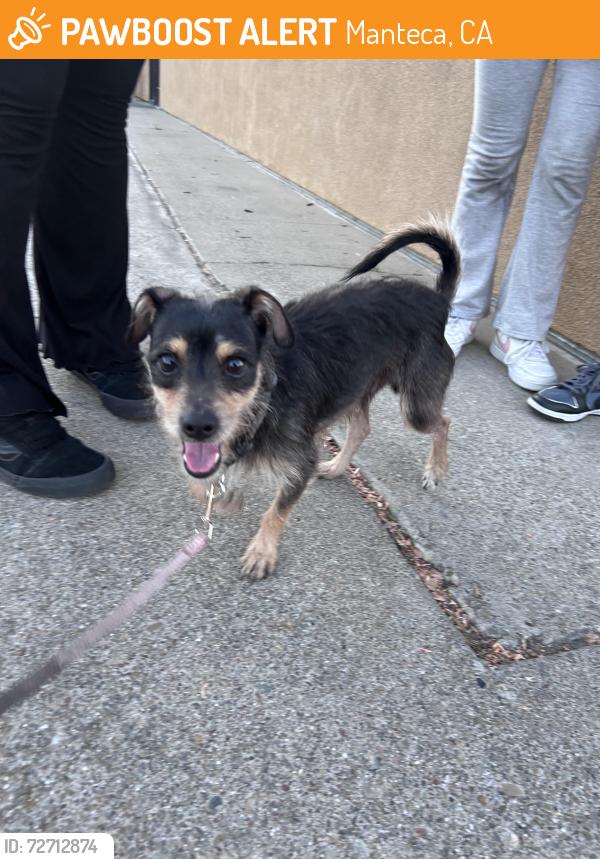 Found/Stray Male Dog last seen N main st / w north st , Manteca, CA 95336