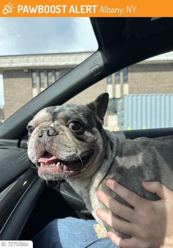 Found/Stray Unknown Dog last seen church street, Albany, NY 12202