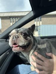 Found/Stray Unknown Dog last seen church street, Albany, NY 12202