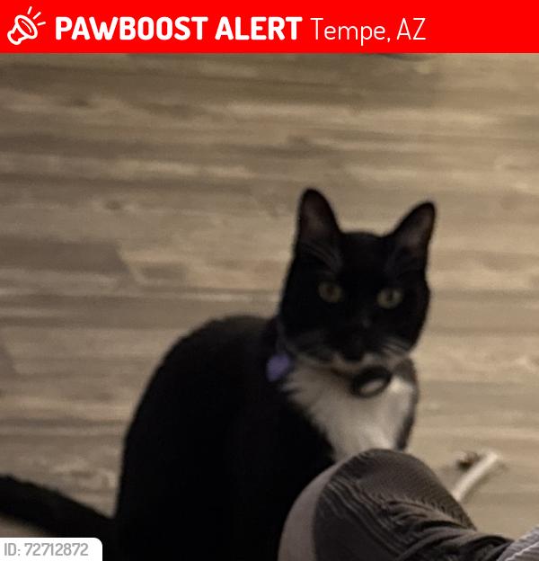 Lost Male Cat last seen McClintock between baseline and Guadalupe , Tempe, AZ 85283
