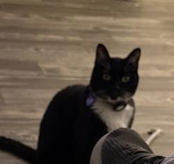 Lost Male Cat last seen McClintock between baseline and Guadalupe , Tempe, AZ 85283