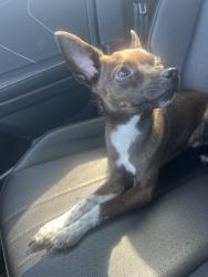 Found/Stray Male Dog last seen Hebron and Arbor Creek, Carrollton, TX 75007