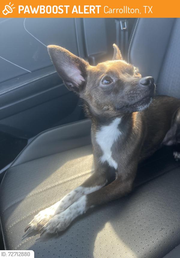 Found/Stray Male Dog last seen Hebron and Arbor Creek, Carrollton, TX 75007