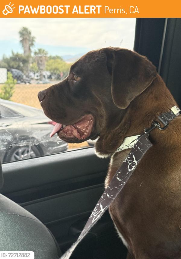 Found/Stray Male Dog last seen Harley Knox x 215 freeway , Perris, CA 92553
