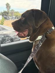 Found/Stray Male Dog last seen Harley Knox x 215 freeway , Perris, CA 92553