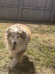 Found/Stray Unknown Dog last seen cliff ave, Sioux Falls, SD 57108
