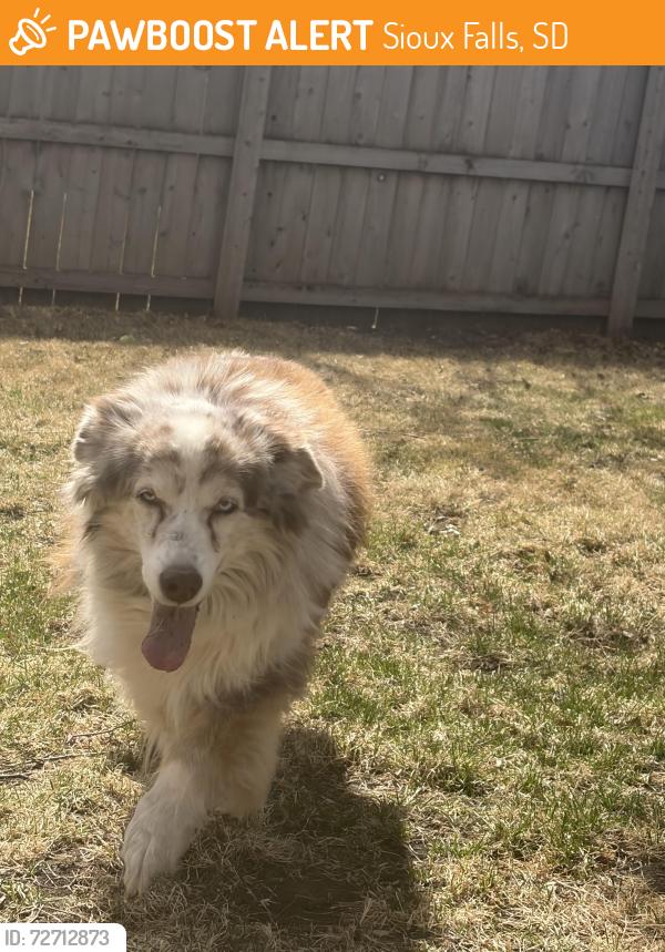 Found/Stray Unknown Dog last seen cliff ave, Sioux Falls, SD 57108