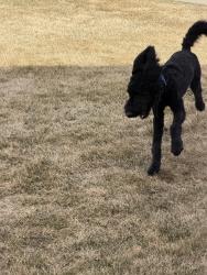 Found/Stray Unknown Dog last seen Rosa Park School, Sioux Falls, SD 57110