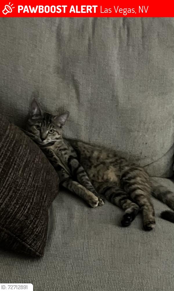 Lost Female Cat last seen Egan Crest and Elkhorn, Las Vegas, NV 89149