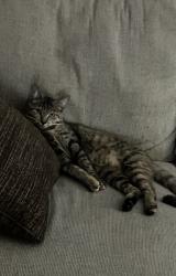 Lost Female Cat last seen Egan Crest and Elkhorn, Las Vegas, NV 89149