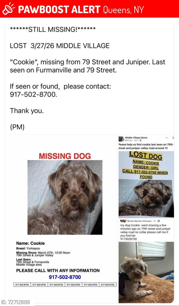 Lost Female Dog last seen 79th Street & Juniper , Queens, NY 11379
