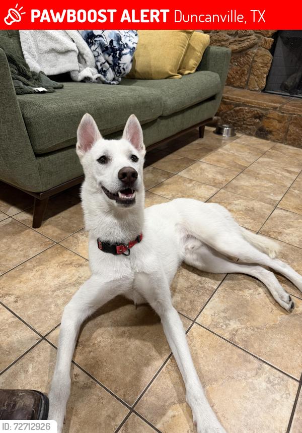Lost Male Dog last seen Lakeside Park, Duncanville, TX 75116