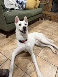 Lost Male Dog last seen Lakeside Park, Duncanville, TX 75116