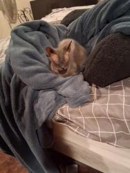 Found/Stray Female Cat last seen Tully road, Modesto, CA 95350