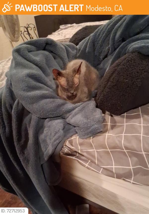 Found/Stray Female Cat last seen Tully road, Modesto, CA 95350