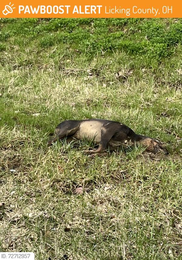 Found/Stray Unknown Dog last seen Between Speedway and 40 on 158, Licking County, OH 43033