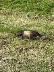 Found/Stray Unknown Dog last seen Between Speedway and 40 on 158, Licking County, OH 43033