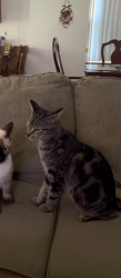Lost Male Cat last seen Jupiter & treemont, Palm Bay, FL 32908