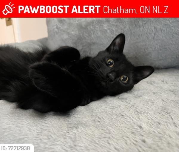 Lost Male Cat last seen Lighthouse dental , Chatham, ON N7L 4Z9