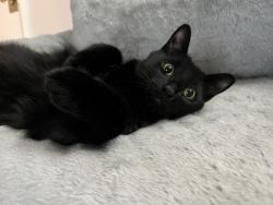 Lost Male Cat last seen Lighthouse dental , Chatham, ON N7L 4Z9