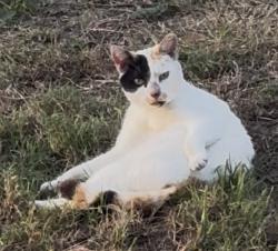 Found/Stray Unknown Cat last seen Goldenrod rd, Orlando, FL 32822