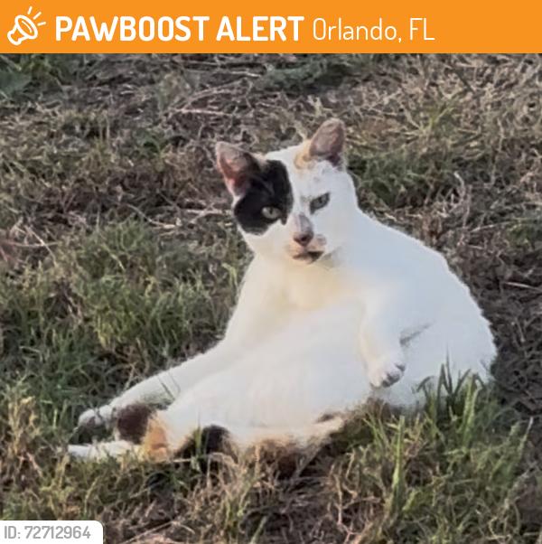 Found/Stray Unknown Cat last seen Goldenrod rd, Orlando, FL 32822