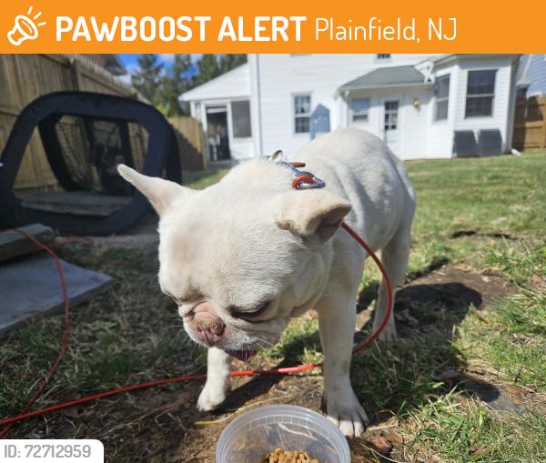 Found/Stray Male Dog last seen Near Woodbine Avenue, Plainfield, NJ 07060