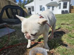 Found/Stray Male Dog last seen Near Woodbine Avenue, Plainfield, NJ 07060