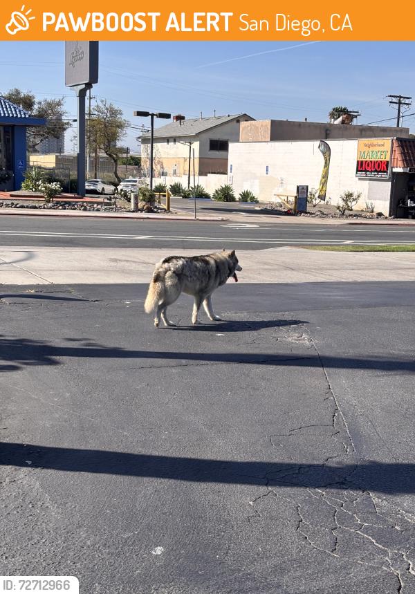 Found/Stray Unknown Dog last seen 35th ave, San Diego, CA 92113